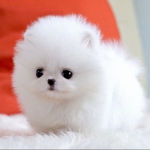 Meet your Posher, Britney